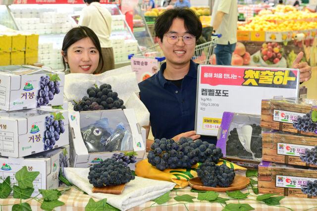 22일 서울 서초구 하나로마트 양재점에서 모델들이 올해 처음 선보이는 켐벨 포도를 소개하고 있다. /농협유통