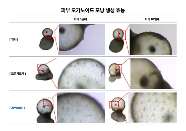 'JW0061'의 피부 오가노이드 모낭 생성 효과. /JW중외제약