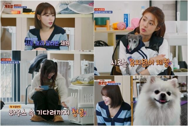 / JTBC ‘집 나가면 개호강’