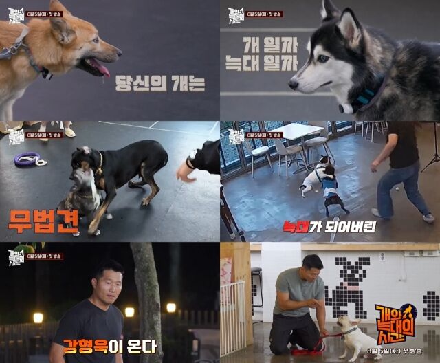 / 채널A '개와 늑대의 시간'