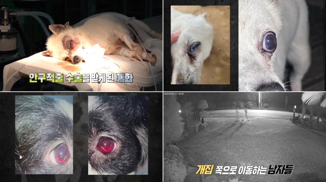 '실화탐사대' 반려견 비비탄 난사 사건/MBC