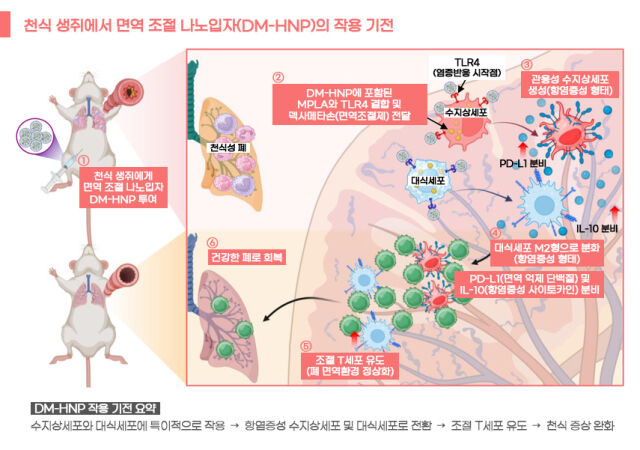 천식 생쥐에서 면역 조절 나노입자(DM-HNP)의 작용 기전. /서울아산병원