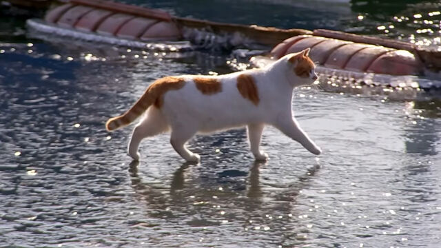 꽁꽁 얼어붙은 한강 위 고양이 / 유튜브 채널 '5275 오이칠오'