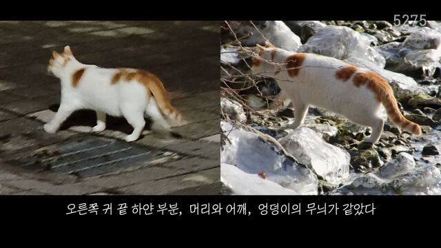 꽁꽁 얼어붙은 한강 위 고양이 / 유튜브 채널 '5275 오이칠오'