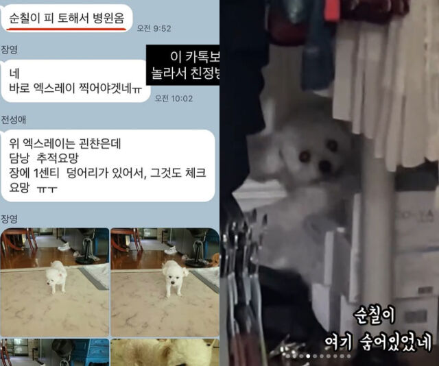 미자네 반려견이 건강 이상으로 피를 토했다. / 미자 소셜미디어
