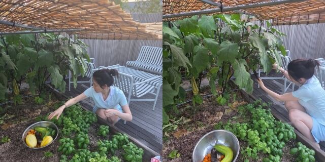 李英爱不化妆地采摘蔬菜，让人想起长今。