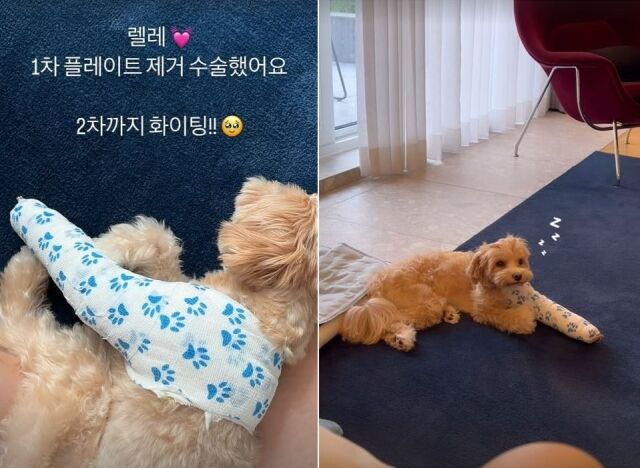 배우 한예슬이 추락 사고를 당했던 반려견 렐레의 근황을 전했다. / 한예슬 소셜미디어