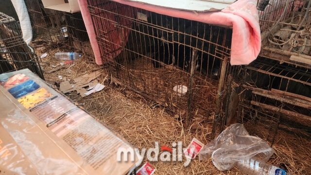 구조 전 유기견 보호소
