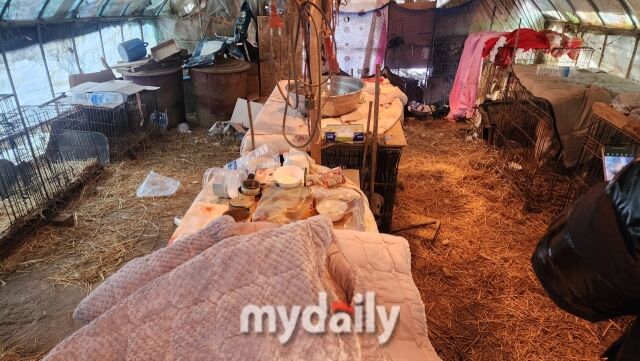 구조 전 유기견 보호소