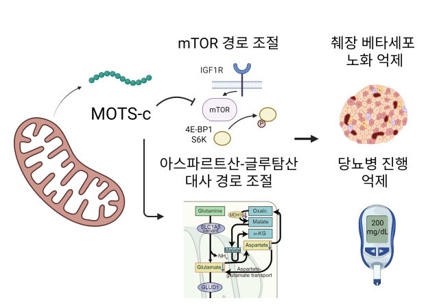 MOTS-c가 mTOR 및 아스파르트산–글루탐산 대사 경로를 조절해 췌장 베타세포 노화를 억제하고, 인슐린 기능을 보존함으로써 당뇨병 진행을 늦추는 기전 모식도. /서울대병원