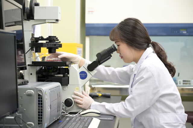 KGC인삼공사가 ‘홍삼’이 혈중 지질 수치를 낮춘다는 기전을 세계 최초로 밝혀냈다. /KGC인삼공사