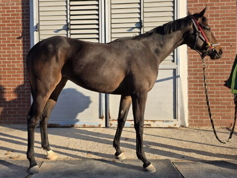 닉스고원. /한국마사회