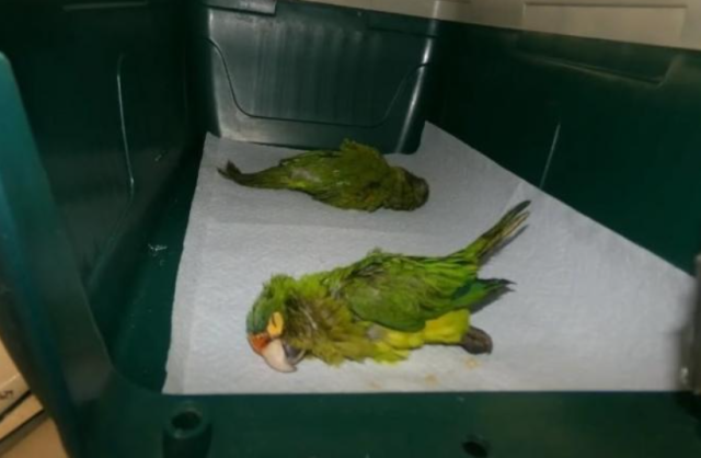 지난달 23일 한 미국 시민이 불법 수입하려던 앵무새 두 마리. /캘리포니아 남부 연방검찰청