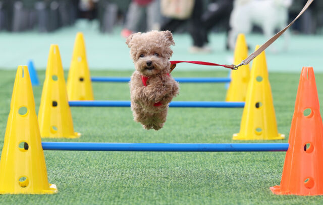 지난 10월 25일 서울 성동구 살곶이체육공원 인라인스케이트장에서 열린 제3회 성동구 반려동물 축제 '성동에서 놀다가개'에서 반려견과 가족들이 즐거운 시간을 보내고 있다. /뉴시스