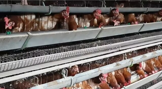철창 케이지에서 사육 중인 산란계의 모습. / 유튜브 '동물권행동 카라' 화면 캡처