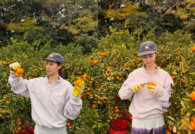 권유리가 제주도에서 귤을 따는 일상을 공개했다. / 권유리 인스타그램
