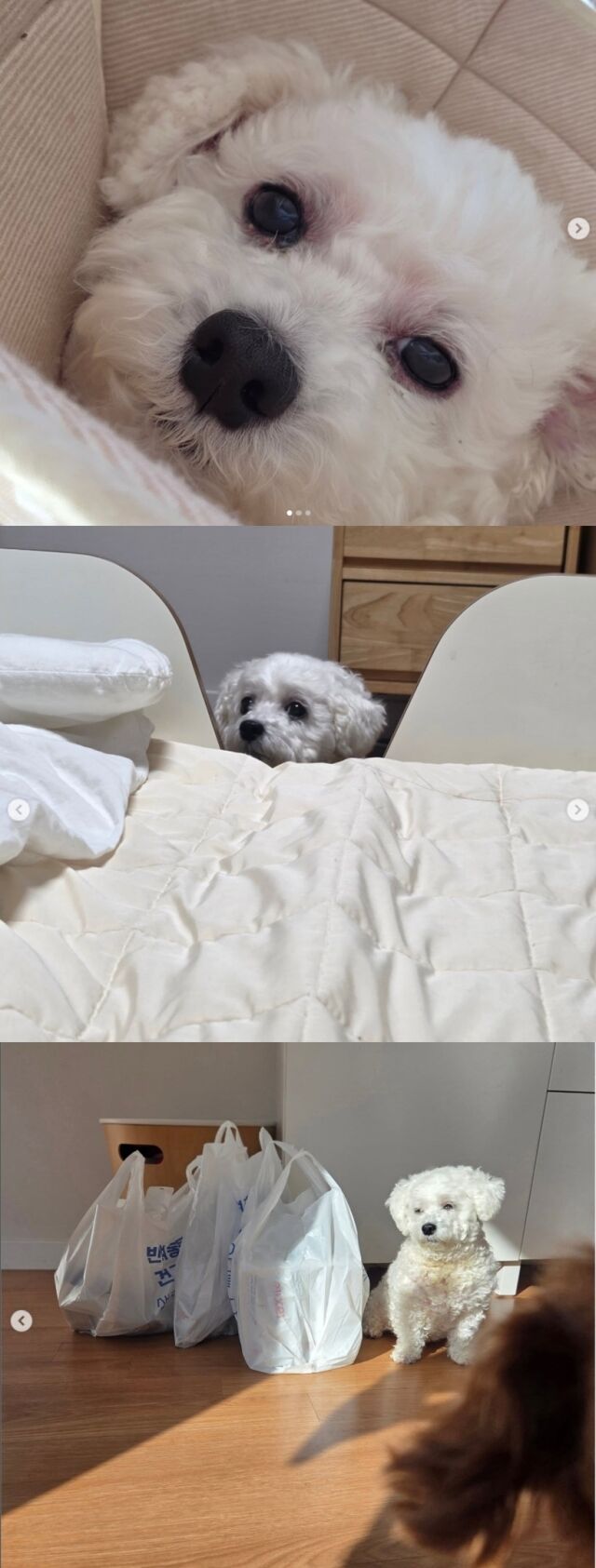 가수 겸 작사가이자 배우 윤상현 아내 메이비의 반려견 루니./메이비 소셜미디어