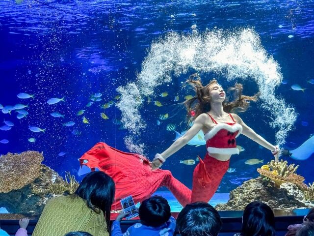 산타 복장을 한 인어가 등장하는 ‘산타 머메이드 공연’. /아쿠아플라넷