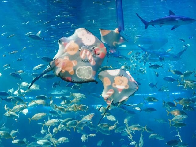 가오리와 크리스마스 그래픽을 결합한 ‘산타 가오리 피딩 쇼’. /아쿠아플라넷