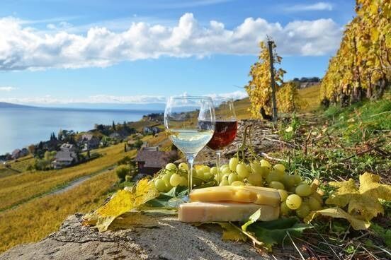 스위스 라보 포도밭. /롯데관광