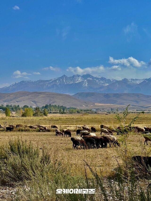 / 오케이 레코즈