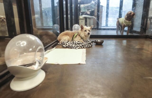 서울의 한 애견호텔에서 강아지들이 휴식을 취하고 있다. /뉴시스