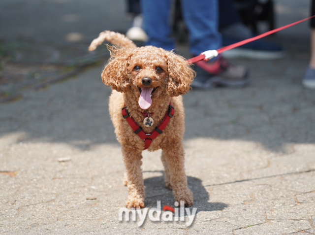 과천 서울대공원에 놀러온 반려견의 모습. /이호빈 기자