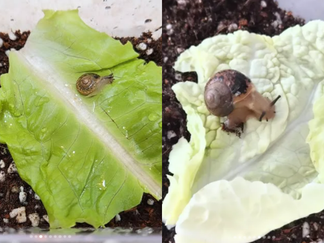 쥬얼리 출신 조민아 반려동물/조민아 인스타그램