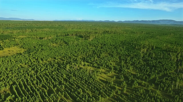 40년 넘게 우리강산 푸르게 푸르게 숲 보호 캠페인이 진행 중인 몽골 숲 전경. /유한킴벌리