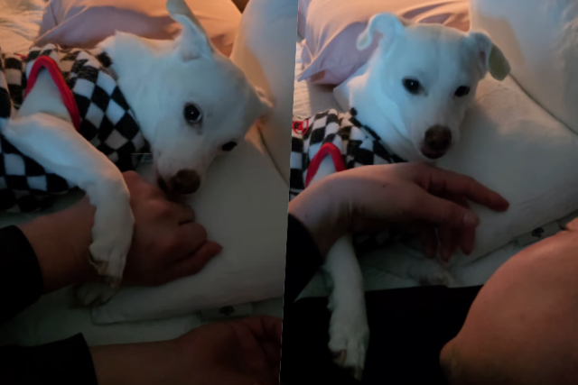 신동엽의 반려견 크림이 / 소셜미디어