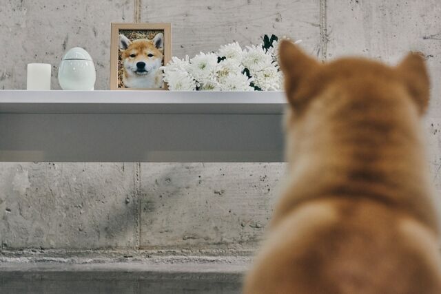 반려동물의 마지막 여정이 ‘처리’가 아닌 ‘의례’로 자리 잡으면서, 펫 상조 사업이 미래 비즈니스로 성장하고 있다. /게티이미지뱅크