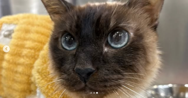 배우 김정난이 오랜 시간 가족으로 함께해온 반려묘를 떠나보내며 가슴 아픈 이별 소식을 전했다./김정난 소셜미디어