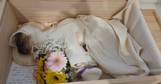 김정난이 반려묘를 떠나보낸 뒤 애틋한 심경을 전했다. / 김정난 SNS