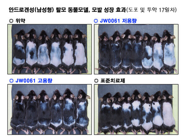 남성형 탈모 동물모델을 JW0061 저용량, JW0061 고용량, 표준치료제(SoC), 위약 등 4개 그룹으로 나눠 각 약물을 투약한 결과, JW0061 저용량·고용량 모두 표준치료제 대비 모발 성장을 빠르게 촉진시켰다. /JW중외제약