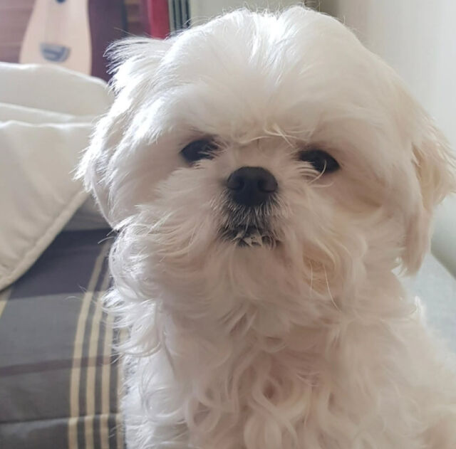 꽃분이./소셜미디어