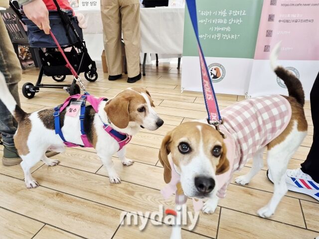 실험견 생활을 하다 구조된 비글들이 행사장을 찾은 시민들과 교감하고 있다. /방금숙 기자
