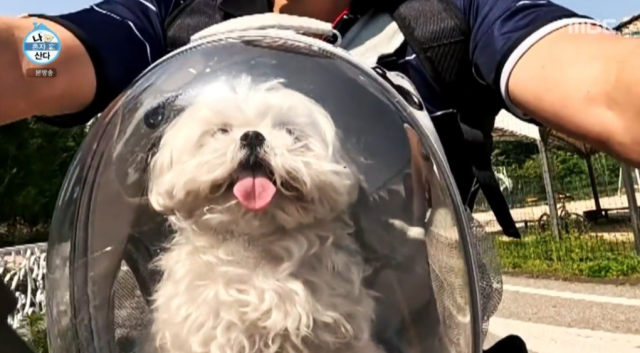 배우 구성환의 단짝이자 시청자들에게 큰 사랑을 받았던 반려견 ‘꽃분이’./MBC '나 혼자 산다'