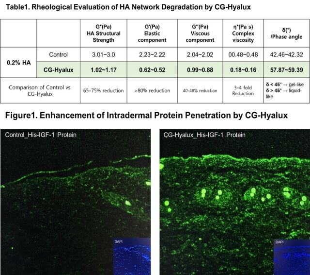 CG-Hyalux ECM구조조절 물성 및 피부 침투 비교. 상단 물성 분석 결과, CG-Hyalux 처리 후 히알루론산(HA)의 구조 강도와 탄성이 감소하고 위상각이 증가해 gel-dominant 구조가 완화됨이 확인됐다. 하단 피부 조직 단면 이미지에서는 단백질의 표피 및 진피층 침투가 대조군 대비 현저히 증가한 것이 관찰됐다. /케어젠
