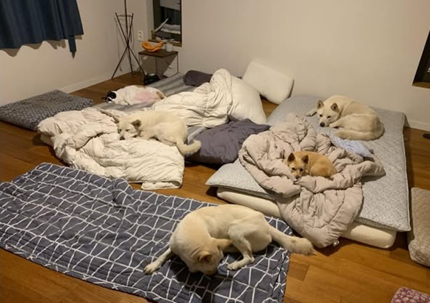 가수 이효리가 서울 평창동 새 보금자리에서 반려견들과 함께하는 소박한 일상을 공유했다가 뜻하지 않은 위생 논란에 휩싸였다./이효리 소셜미디어