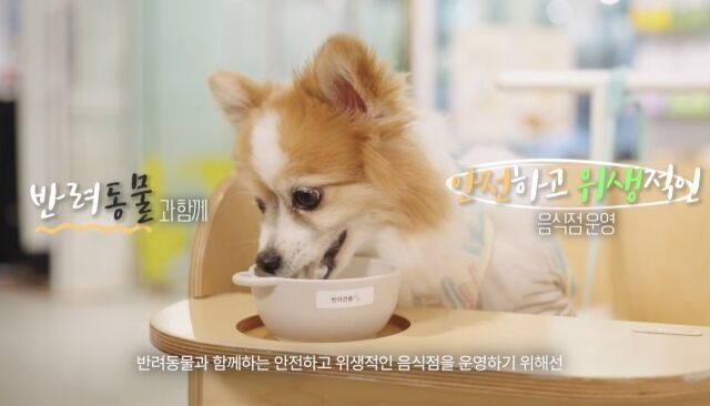 반려동물 동반출입 음식점 위생 및 안전관리 홍보 영상. /식약처 유튜브 캡처