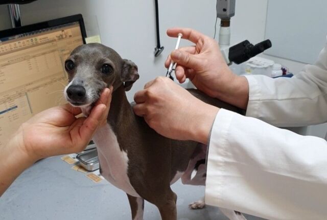 예방접종하는 반려견. /뉴시스