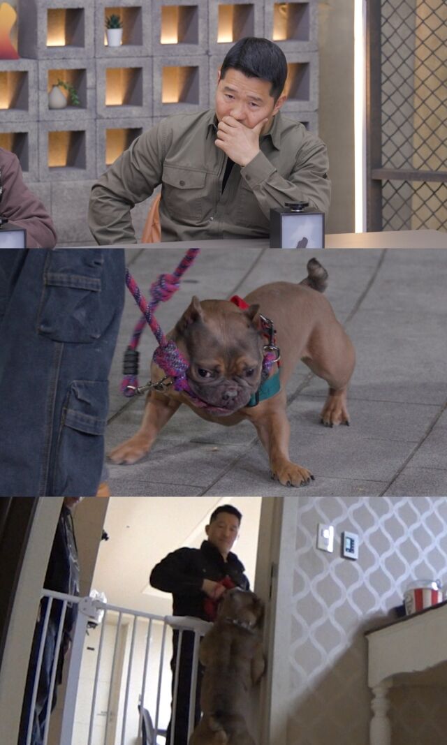 / 채널A '개와 늑대의 시간2'