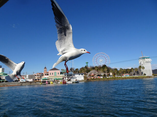 놀이공원의 갈메기. 기사의 이해를 돕기 위한 이미지로 기사의 특정 사실과 관련 없음. /게티이미지뱅크, 마이데일리