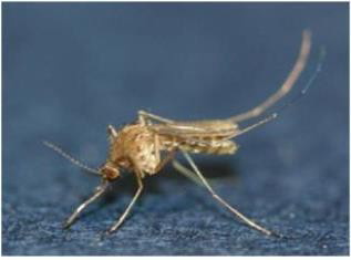 작은빨간집모기 암컷 성충. /질병관리청