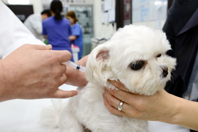 서울의 한 동물병원에서 수의사가 강아지에게 광견병 예방 주사를 놓고 있다. /뉴시스