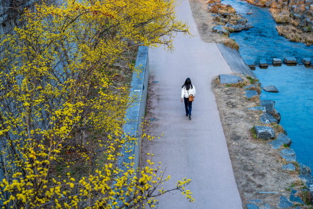청계천 산수유꽃. /서울관광재단