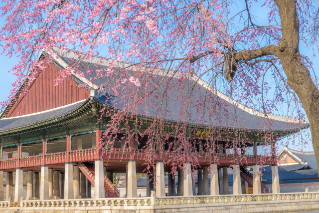 수양벚꽃 드리운 경회루. /서울관광재단