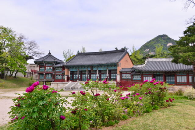 모란이 핀 경복궁 집옥재. /서울관광재단