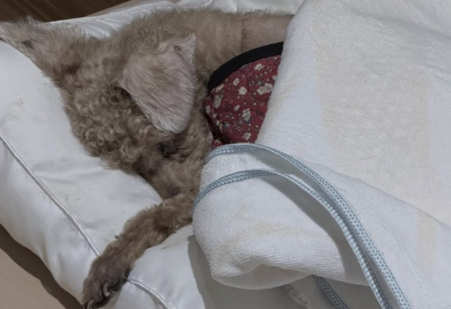 코미디언 이용식의 딸 이수민이 18년을 함께해온 반려견을 떠나보낸 가슴 아픈 소식을 전했다./이수민 소셜미디어