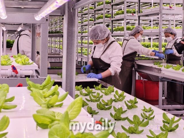 박봉담 자체 스마트팜에서 직원들이 수경 재배 채소를 관리하고 있다. /방금숙 기자